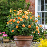 Lady of Shallot, English Shrub Rose Bred By David Austin