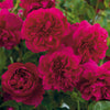 Thomas à Becket, English Shrub Rose Bred By David Austin