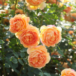 Lady of Shallot, English Shrub Rose Bred By David Austin