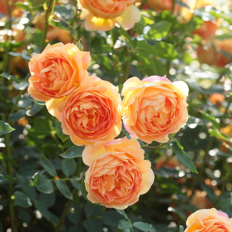 Lady of Shallot, English Shrub Rose Bred By David Austin