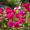 Thomas à Becket, English Shrub Rose Bred By David Austin