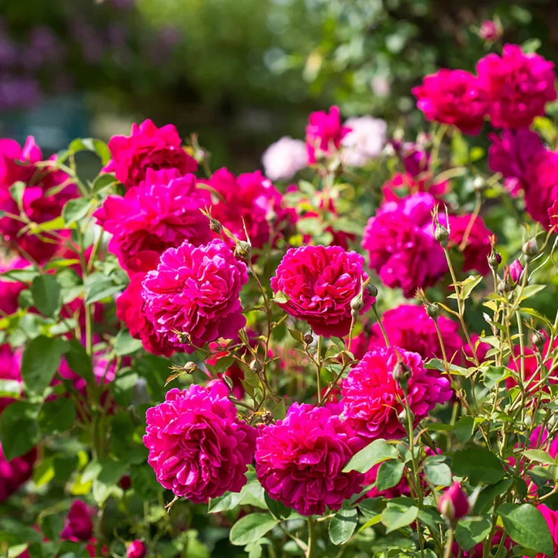 Thomas à Becket, English Shrub Rose Bred By David Austin